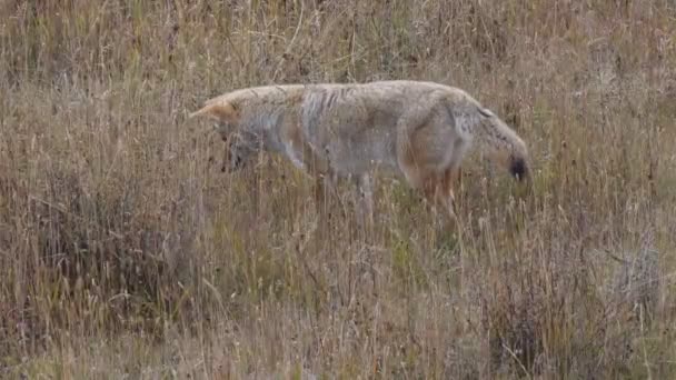 Coyote Salta Dopo Preda Parco Nazionale Yellowstone Wyoming Stati Uniti — Video Stock