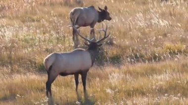 Güneşli bir sonbahar öğleden sonrasında Wyoming 'deki Yellowstone Ulusal Parkı' nda bir inekle bir geyik boğasının arka görüntüsü.