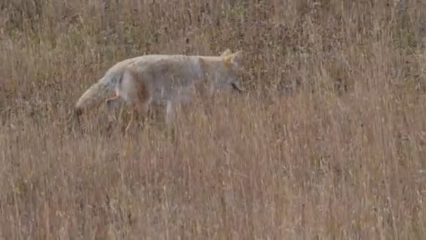 Tracking Shot Coyote Che Cammina Caccia Prato Erboso Del Parco — Video Stock