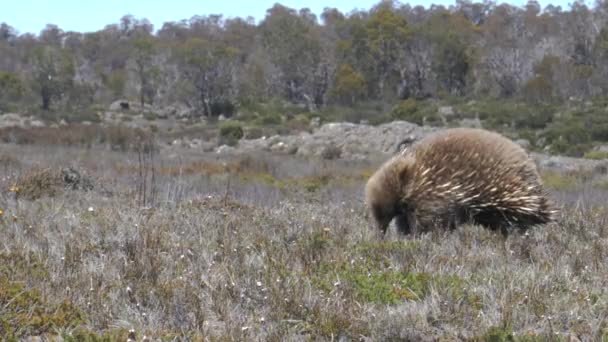 Vista Laterale Echidna Che Nutre Nella Natura Selvaggia Della Tasmania — Video Stock