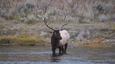 Wyoming, ABD 'deki Yellowstone Ulusal Parkı' nın Madison Nehri 'nde duran bir geyik boğası.