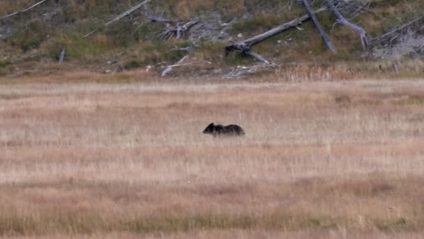 Deux Oursons Grizzlis Courent Travers Une Prairie Parc National Yellowstone — Video