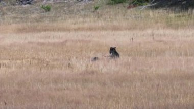 Wyoming 'in Yellowstone Ulusal Parkı' ndaki bir çayırda beslenen iki boz ayı yavrusu.