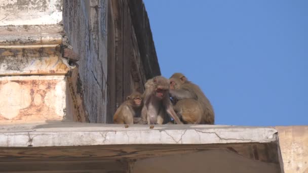 Monkeys Delouses Another City Palace Jaipur India — Stock Video