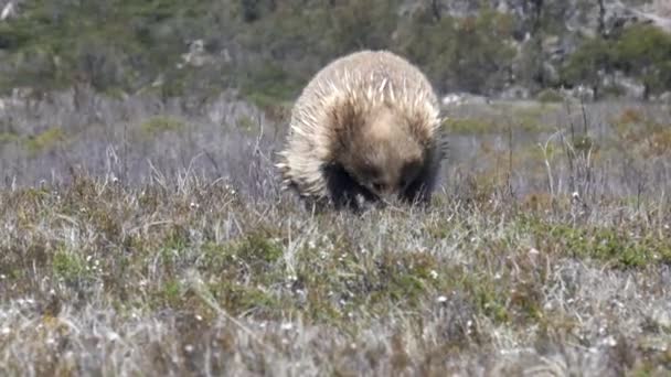 Equidna Aproxima Câmera Deserto Tasmânia Austrália — Vídeo de Stock