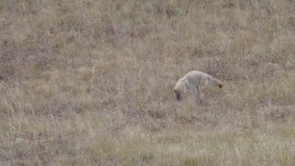 Seekor Coyote Menggali Rumput Yang Panjang Setelah Seekor Tikus Taman — Stok Video