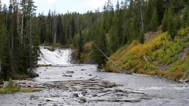 Abd Deki Yellowstone Ulusal Parkı Nda Sonbahar Mevsiminde Yapraklar Dökülüyor — Stok video