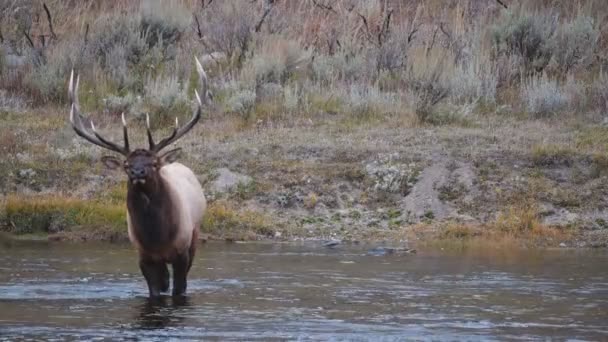 エルク ブルはアメリカのワイオミング州にあるイエローストーン国立公園のマディソン川に入り — ストック動画