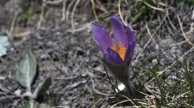 İsviçre Alpleri 'nde büyüyen bir kır çiçeğinin yakınında.