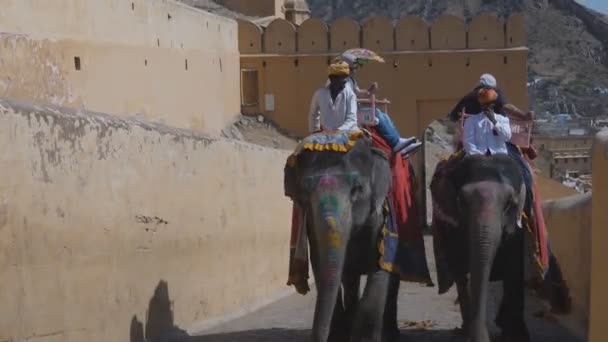 Jaipur Inde Mars 2019 Gros Plan Éléphant Transportant Des Touristes — Video