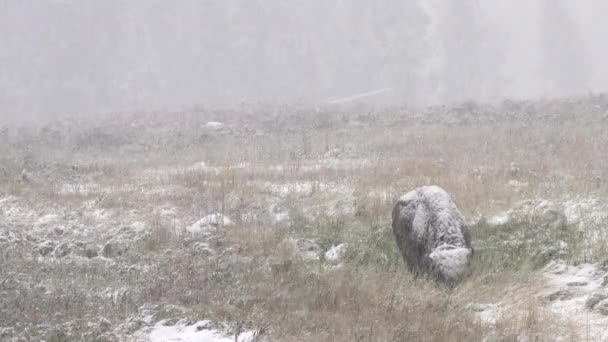 Żubr Pokryty Jesiennym Śniegiem Parku Narodowym Yellowstone Wyoming Usa — Wideo stockowe