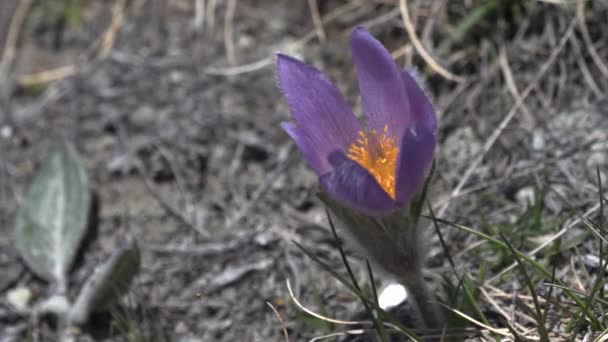 Flor Azafrán Soplada Por Una Brisa Primaveral Zermatt Suiza — Vídeo de stock
