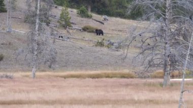 Wyoming, ABD 'deki Yellowstone Ulusal Parkı' ndaki bir tepede yürüyen bir boz ayı olasılığı çok düşük.