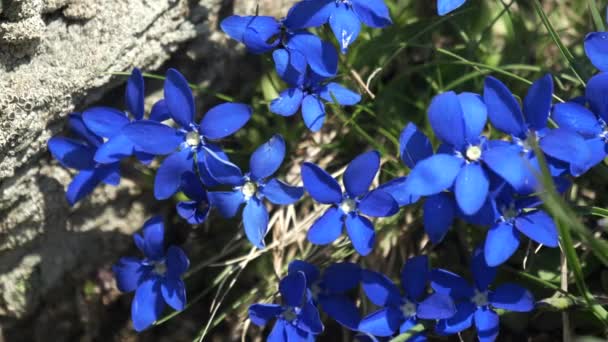 Ομάδα Από Ζωηρά Μπλε Λουλούδια Gentiana Που Αναπτύσσονται Στις Swiss — Αρχείο Βίντεο