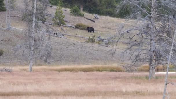 Długie Ujęcie Niedźwiedzia Grizzly Spacerującego Wzgórzu Parku Narodowym Yellowstone Wyoming — Wideo stockowe