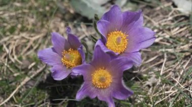 Sıfırdaki Madde Boynuzu Dağı 'nın yakınındaki bir çayırda üç tarla çiçeğinden oluşan bir kümeye yaklaş.