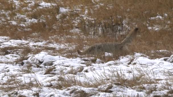 Coyote Attrape Mange Rongeur Dans Une Prairie Enneigée Parc National — Video