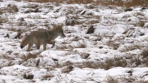 Coyote Caccia Prato Coperto Neve Fresca Autunnale Parco Nazionale Yellowstone — Video Stock