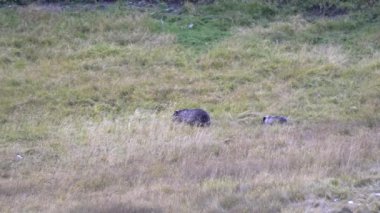 Wyoming, ABD 'deki Lamar Vadisi' nde yürüyen boz ayı ve yavru ayının izini sürüyorum.