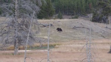 Wyoming, ABD 'deki Yellowstone Ulusal Parkı' nda bir boz ayı yürüyor.