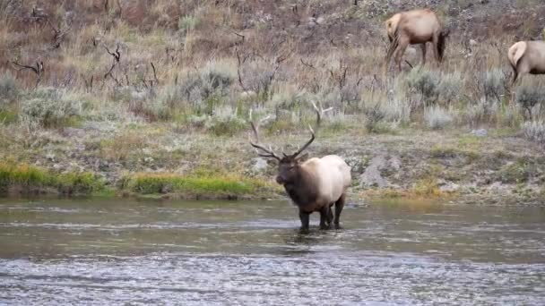Byk Łoś Stoi Rzece Madison Parku Narodowym Yellowstone Wyoming Usa — Wideo stockowe