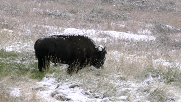 Ein Amerikanischer Bisonbulle Weidet Auf Einem Feld Mit Frischem Herbstschnee — Stockvideo