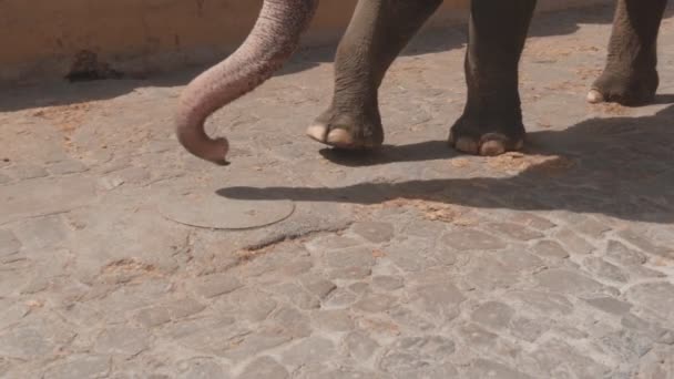 在印度斋浦尔的琥珀要塞 大象躯干和腿的慢动作 — 图库视频影像