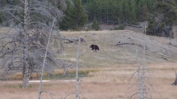 Urso Pardo Caminha Através Banco Parque Nacional Yellowstone Wyoming Eua — Vídeo de Stock