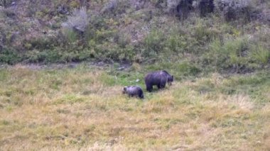 Wyoming 'in Yellowstone Ulusal Parkı' ndaki Lamar Vadisi 'ndeki bir yamaçta bir boz domuz ve yavru.