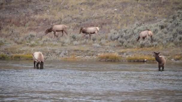 Bullenelch Und Rinderherde Madison River Yellowstone Nationalpark Wyoming — Stockvideo