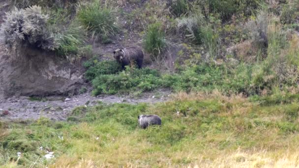Egy Grizzly Medve Kölyök Sétál Anyja Felé Lamar Völgyében Yellowstone — Stock videók
