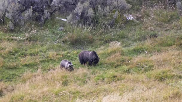 Egy Grizzly Medve Anya Kölyök Legel Réten Lamar Völgyben Yellowstone — Stock videók