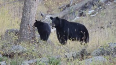 Wyoming, ABD 'deki Yellowstone Ulusal Parkı' nda bir ağacın yanında duran siyah ayı anne ve yavrusu.
