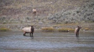 Bir geyik Wyoming 'in Yellowstone Ulusal Parkı' nda Madison Nehri 'nde duran bir ineğe doğru yürüyor.
