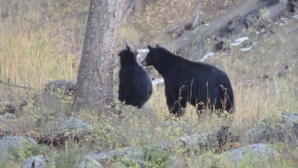 美国怀俄明州黄石国家公园的一只黑熊幼崽正靠着一棵树伸展着 — 图库视频影像