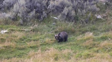 Boz ayı anne ve yavrusu Wyoming, ABD 'deki Yellowstone Ulusal Parkı' nda bir tarlada birlikte besleniyorlar.