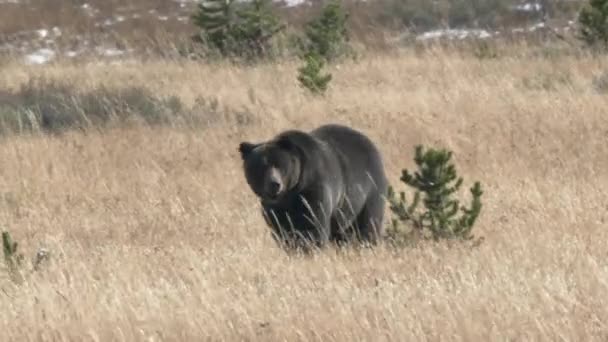 Πλάνο Εντοπισμού Μιας Αρκούδας Γκρίζλι Πλησιάζει Yellowstone Εθνικό Πάρκο Του — Αρχείο Βίντεο