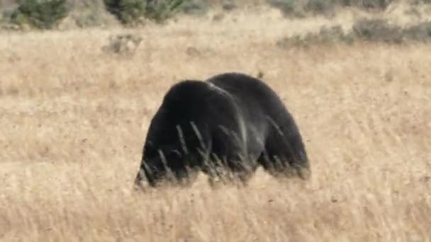 Большой Медведь Гризли Нюхает Воздух Время Прогулки Желтому Камню Национального — стоковое видео