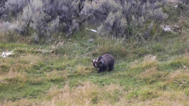 Urso Pardo Mãe Filhote Alimentar Juntos Campo Parque Nacional Yellowstone — Vídeo de Stock