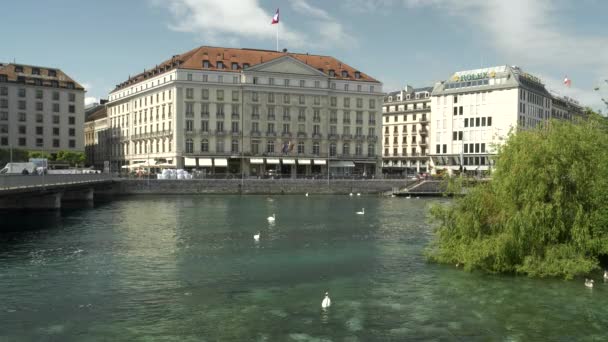 Geneva Zwitserland Juni 2019 Zwanen Ganzen Uitloop Van Het Meer — Stockvideo