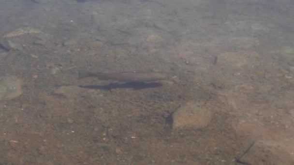 Rastreo Una Trucha Nadando Lago Stellisee Situado Los Alpes Suizos — Vídeos de Stock