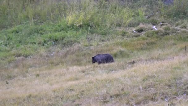 Tracking Shot Grizzly Bear Sow Walking Field Yellowstone National Park — Stock Video