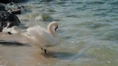 Beyaz bir kuğu tüylerini Cenevre Gölü kıyısına serper, İsviçre