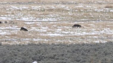 Wyoming, ABD 'deki Yellowstone Ulusal Parkı' ndaki karlı Lamar Vadisi 'nde yürüyen üç kurt yavrusunun izini sürüyorum.