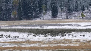 Wyoming, ABD 'deki Yellowstone Ulusal Parkı' ndaki Lamar Vadisi aralığında birleşik tampon paketinde kurt yavrularının uzun bir görüntüsü.