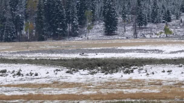 Távoli Lövés Farkaskölykök Csomópont Butte Csomag Lamar Völgy Tartományban Yellowstone — Stock videók