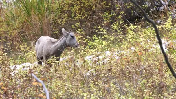 Вид Спереди Овцы Большерога Кормящейся Национальном Парке Вуоминге Сша — стоковое видео