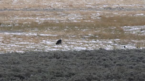 Távoli Lövés Egy Farkas Kölyök Ásni Yellowstone Nemzeti Park Wyoming — Stock videók