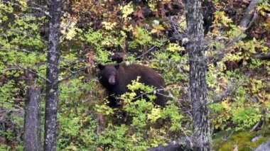 Kara ayı, Wyoming 'in Yellowstone Ulusal Parkı' nda sonbahar yapraklarıyla bir yamaçta yiyecek arıyor.