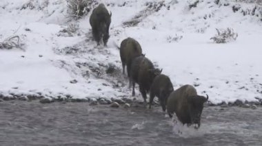 Bir bizon sürüsü sonbahar karında Lamar Nehri 'ni geçiyor. Wyoming, ABD' deki Yellowstone Ulusal Parkı 'nda.